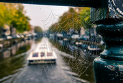 15th Nov 2023 - Spider's Web
