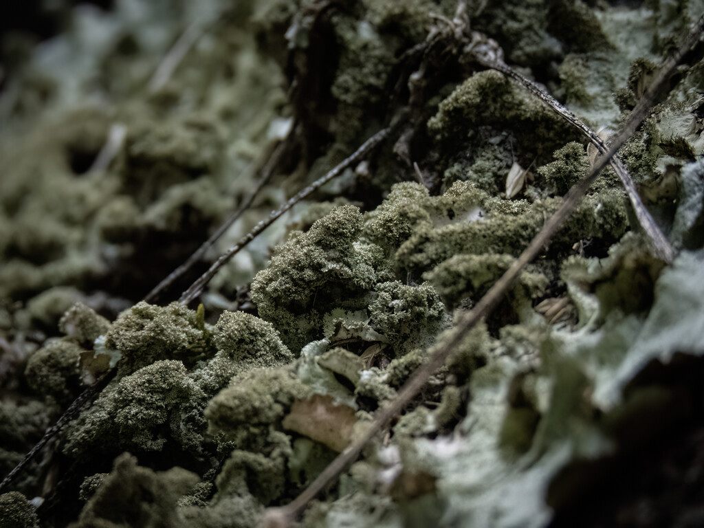 lichen by koalagardens