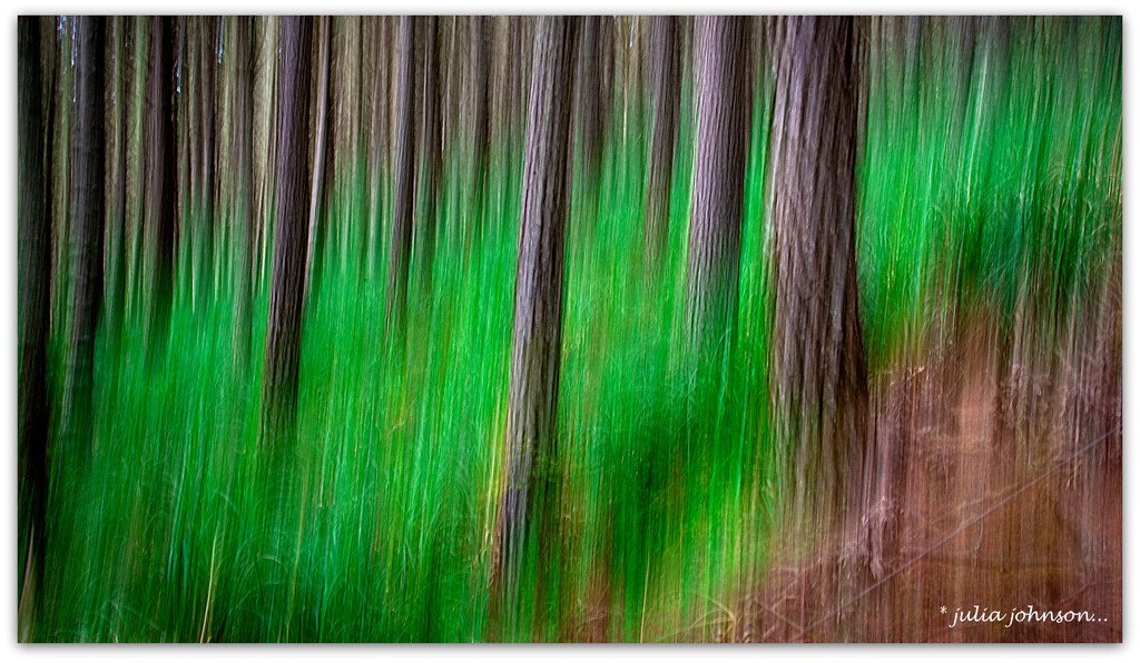 Forest ICM.. by julzmaioro