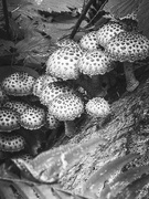 11th Nov 2023 - ~Mushrooms~