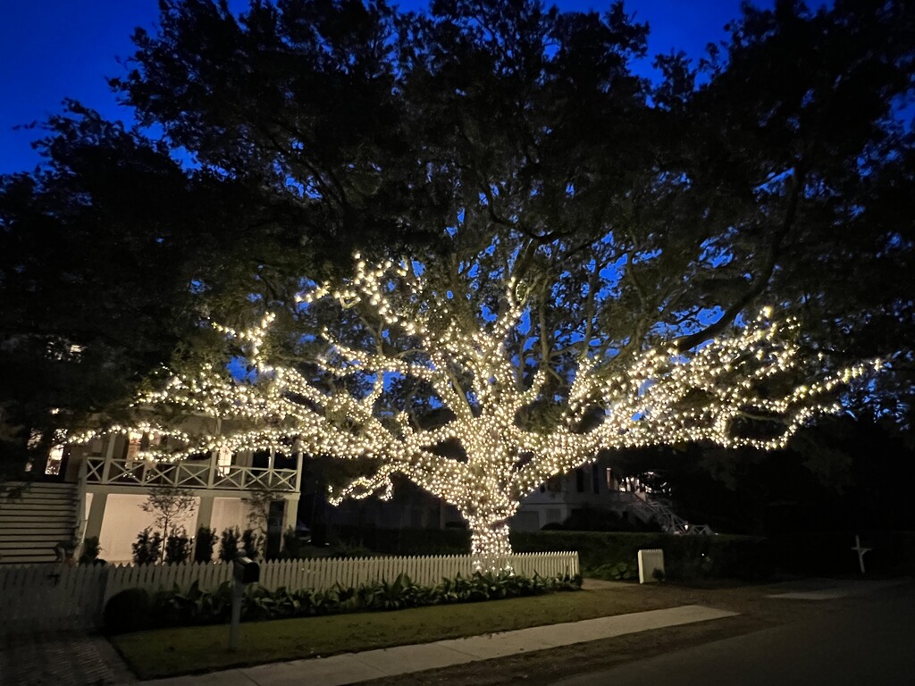 Live oak lit up for Christmas by congaree