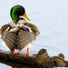 Mallard Duck by seattlite