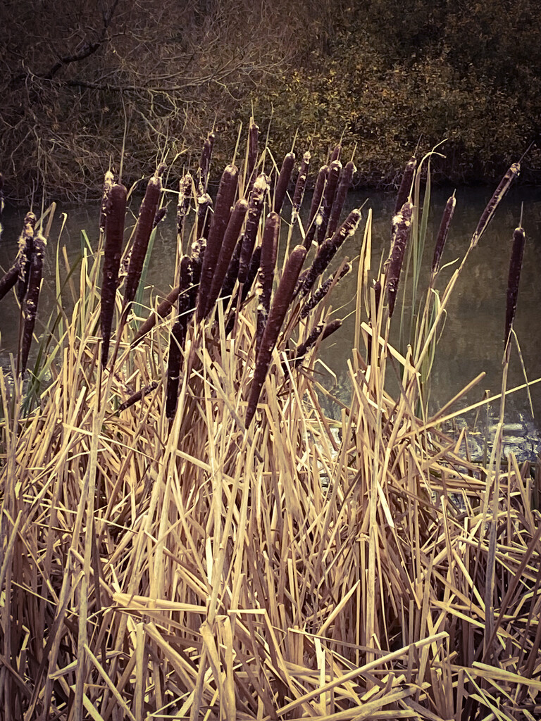 autumn bulrushes by cam365pix