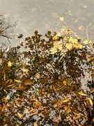 16th Nov 2023 - Mini series of leaves - and reflections!
