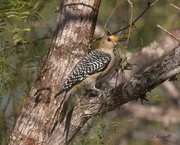 15th Nov 2023 - LHG_7959 Golden-fronted woodpecker