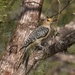 LHG_7959 Golden-fronted woodpecker by rontu