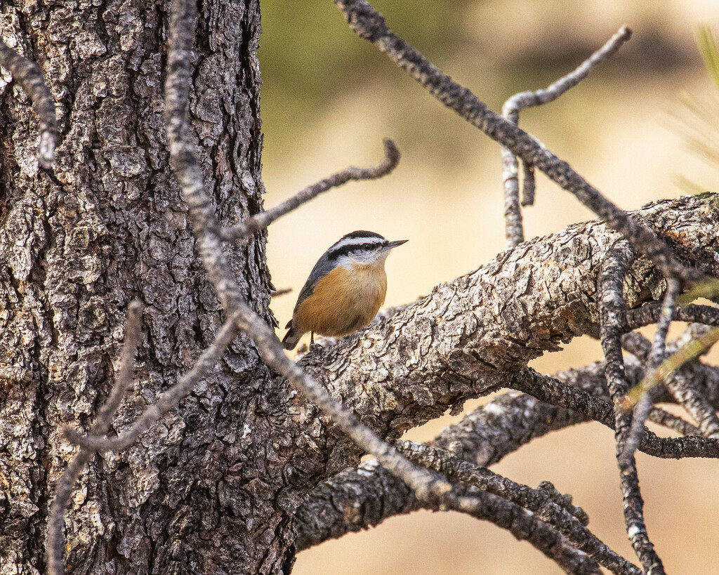 red breasted nuthatch by aecasey