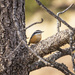 red breasted nuthatch by aecasey