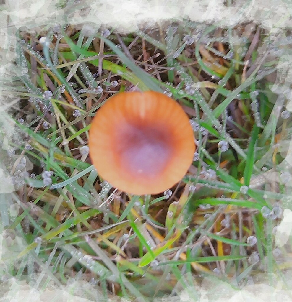 A little 'shroom  in the back lawn. by beryl