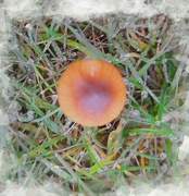 16th Nov 2023 - A little 'shroom  in the back lawn.