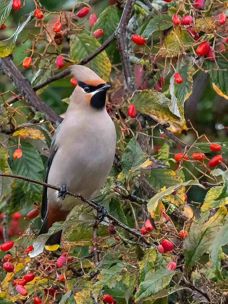 WaxWing winter visitor. by padlock
