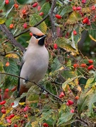 16th Nov 2023 - WaxWing winter visitor.