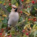WaxWing winter visitor. by padlock