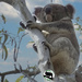 meet Maverick by koalagardens