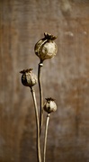 16th Nov 2023 - Poppy Seed Head