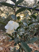 14th Nov 2023 - Camellia 