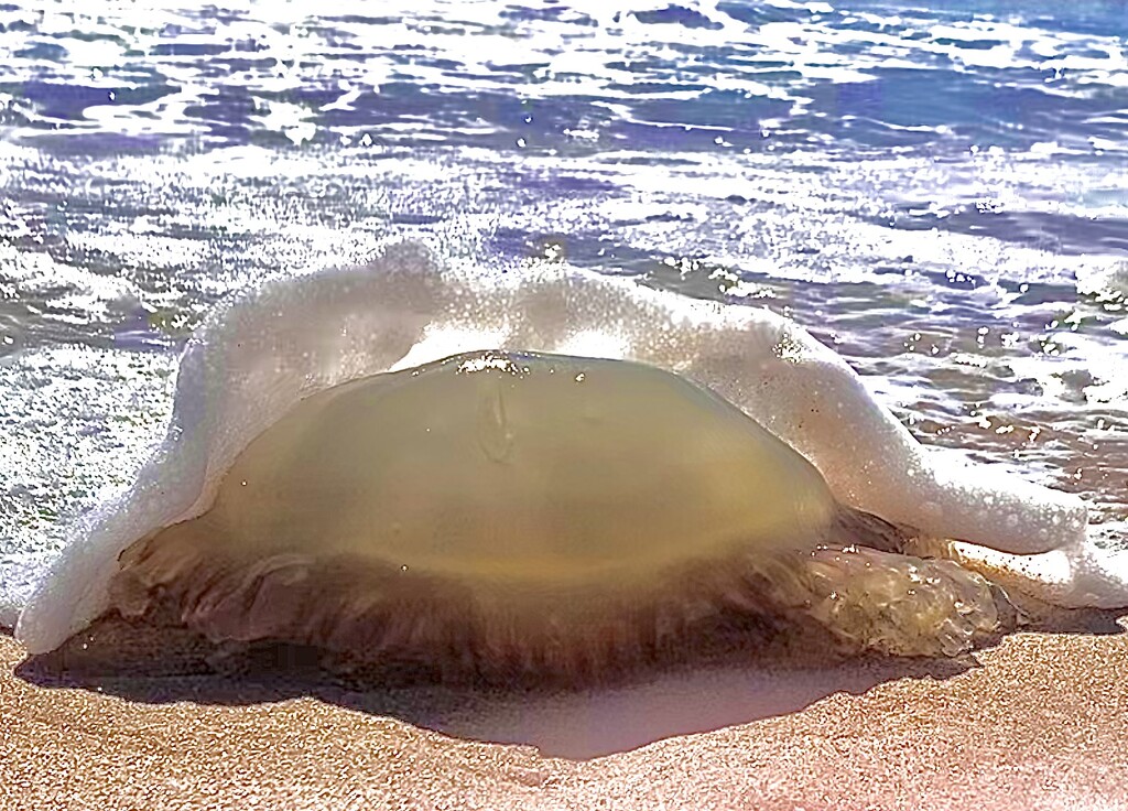 Jellyfish! by cmf