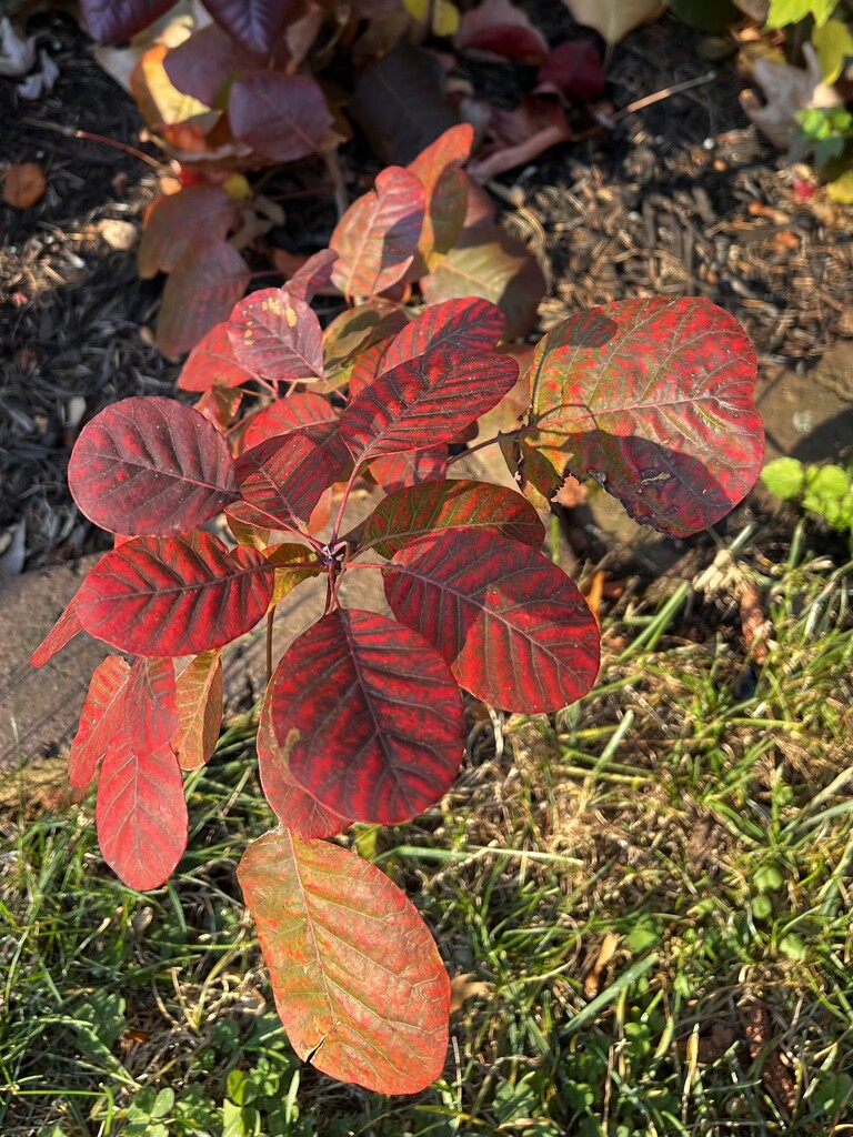 Cool Leaves by beckyk365