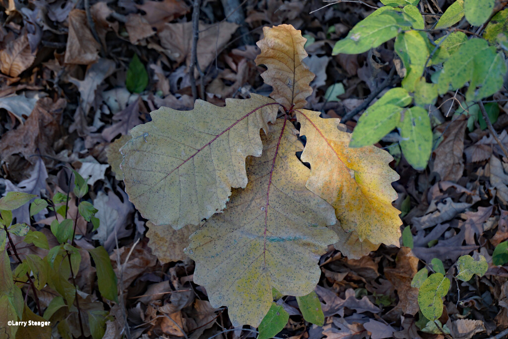 Burr Oak Leaf by larrysphotos