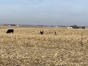 16th Nov 2023 - Cows in the corn 🌽 