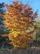 7th Nov 2023 - Colours of Autumn 