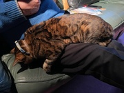 16th Nov 2023 - 16 - Merlin conked out on my husband's lap!