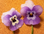 16th Nov 2023 - Violet and cream Heartsease flowers 