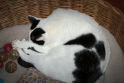 19th Sep 2023 - Cat In the Basket
