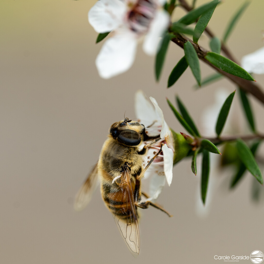 Honeybee by yorkshirekiwi