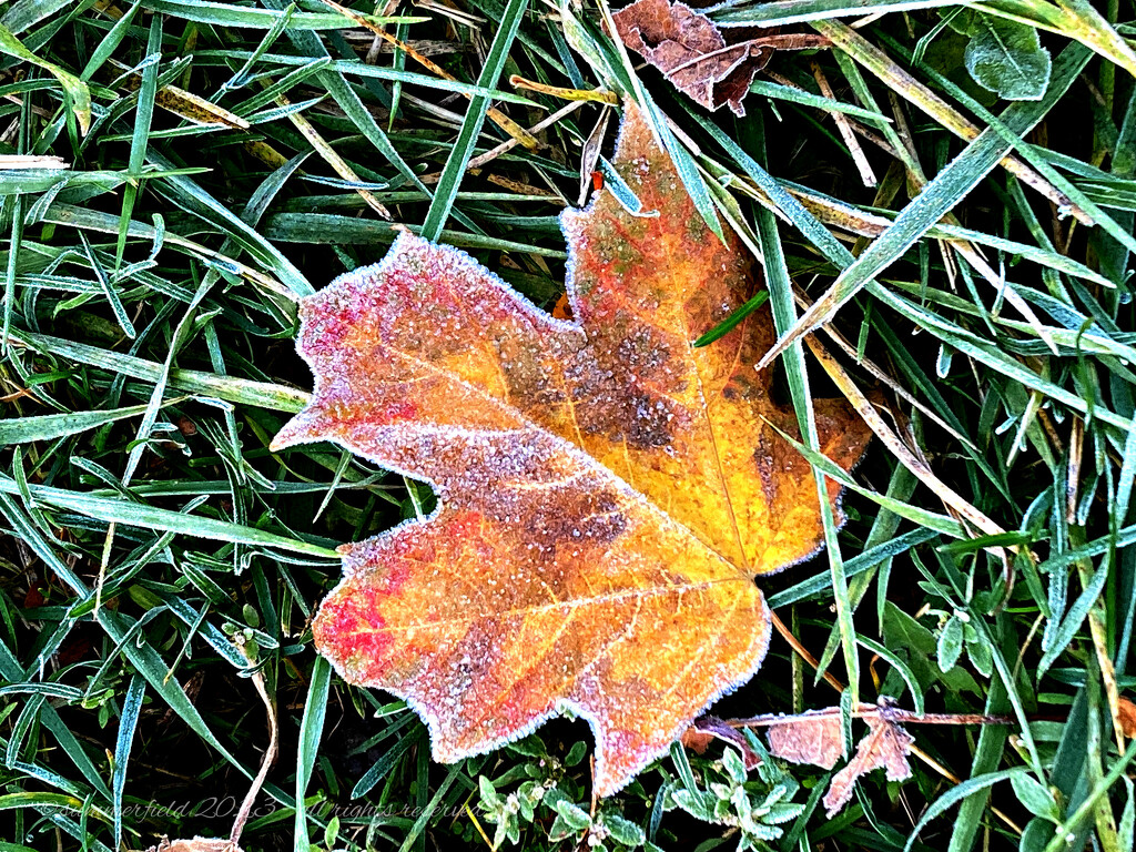 frosty reception by summerfield