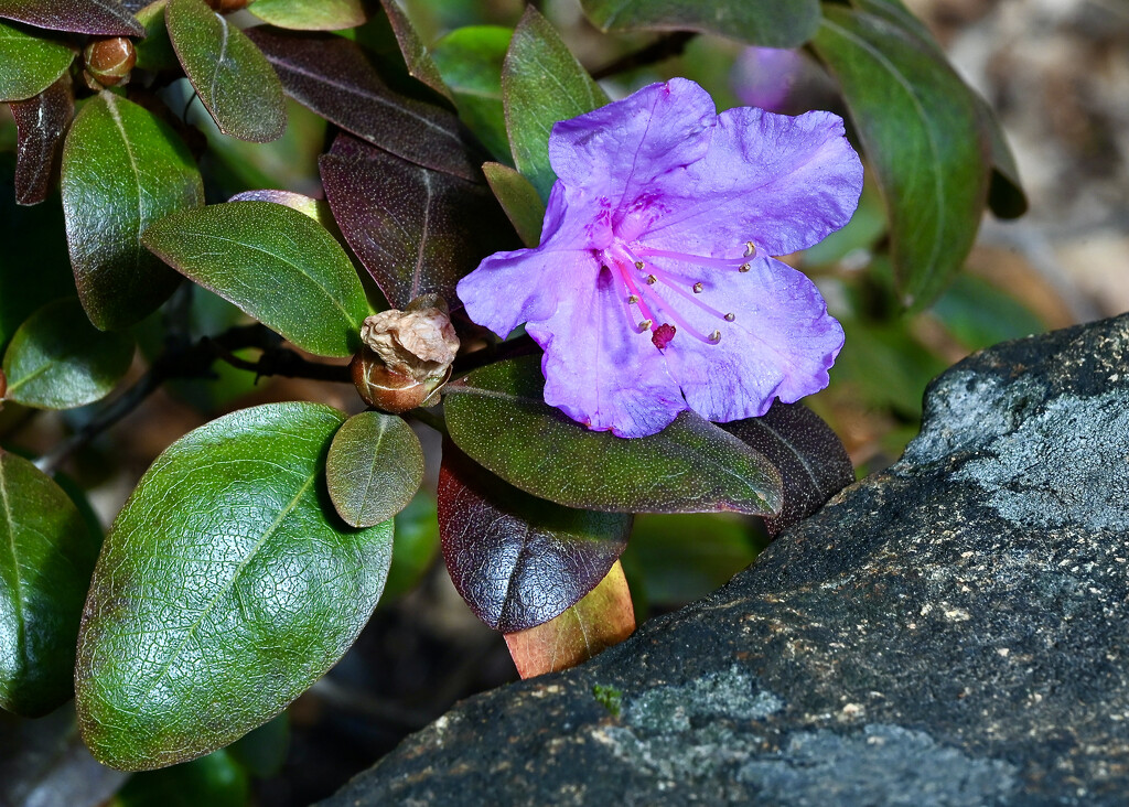 PJM Rhododendron by ososki
