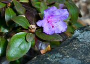 15th Nov 2023 - PJM Rhododendron