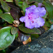 PJM Rhododendron by ososki
