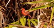 16th Nov 2023 - Cardinal in the Bushes!