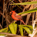 Cardinal in the Bushes! by rickster549