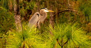 16th Nov 2023 - Blue Heron Up in the Tree!