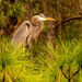 Blue Heron Up in the Tree! by rickster549