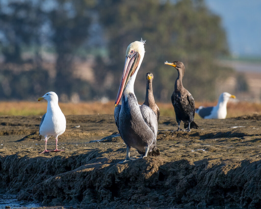 More from Elkhorn Slough by nicoleweg