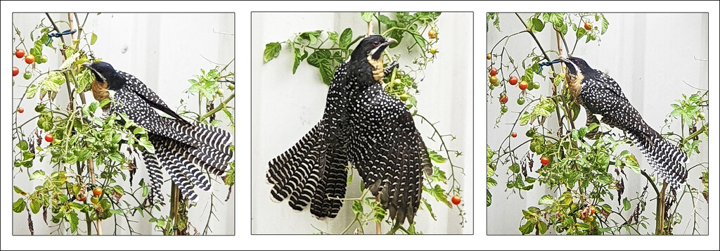 Female Koel by onewing