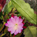 Epiphyllum