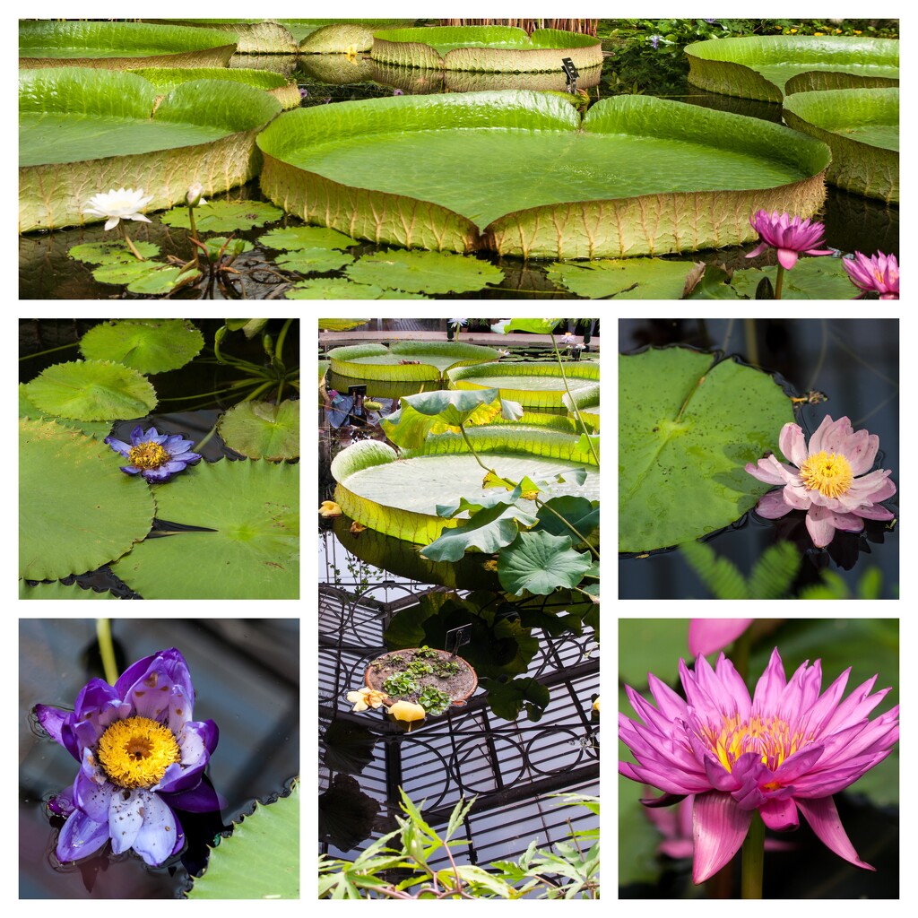 Kew Gardens Water Lillies by brigette