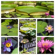 17th Nov 2023 - Kew Gardens Water Lillies