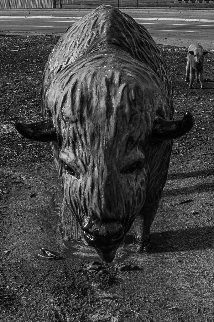 A Buffalo buffalo and calf by darchibald