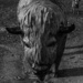 A Buffalo buffalo and calf by darchibald