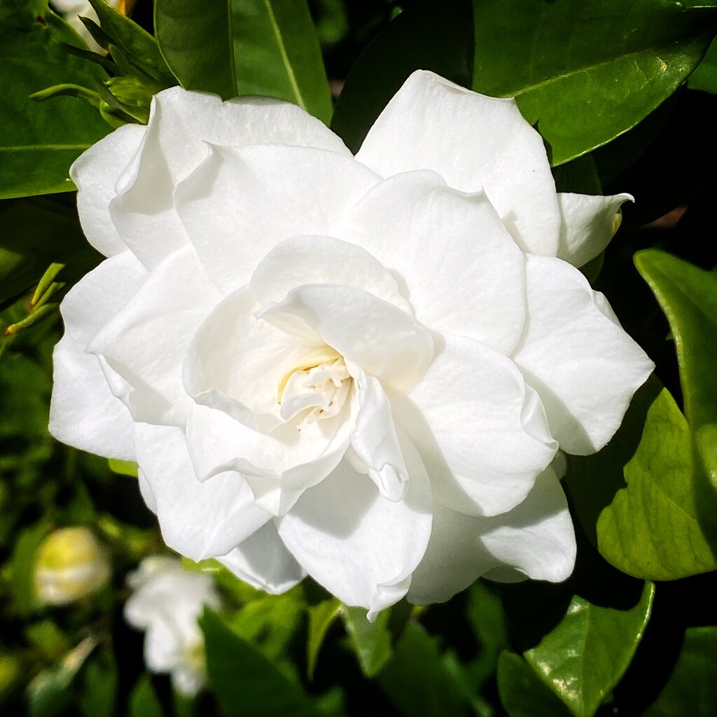 Gardenia ~ symbol of beauty and grace by johnfalconer