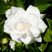 17th Nov 2023 - Gardenia ~ symbol of beauty and grace