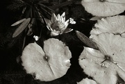 17th Nov 2023 - portrait of a lily pad