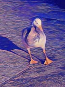 17th Nov 2023 - Funky Goose