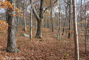 15th Nov 2023 - The Woods- East River Preserve