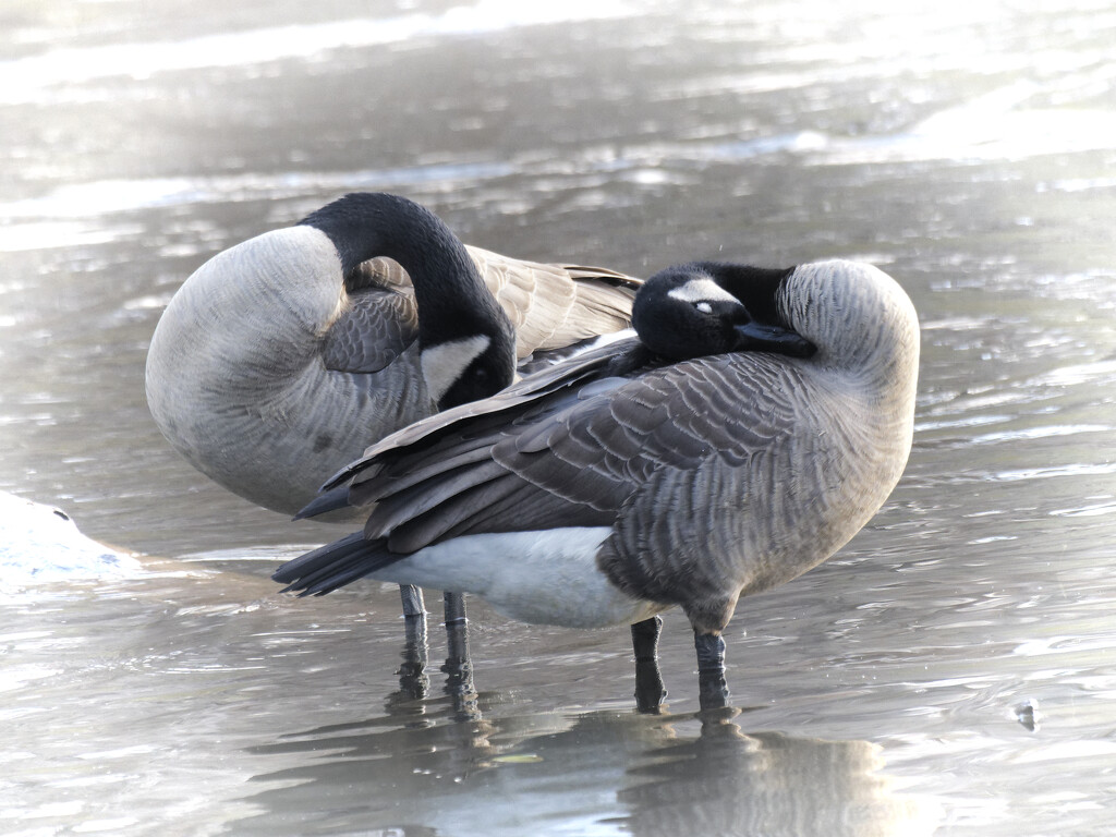 Canada Geese by rminer